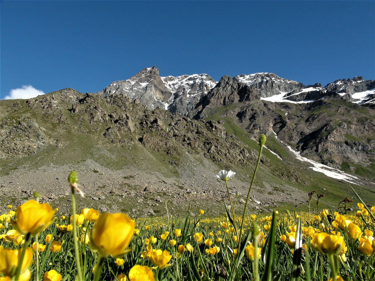 Fiori1