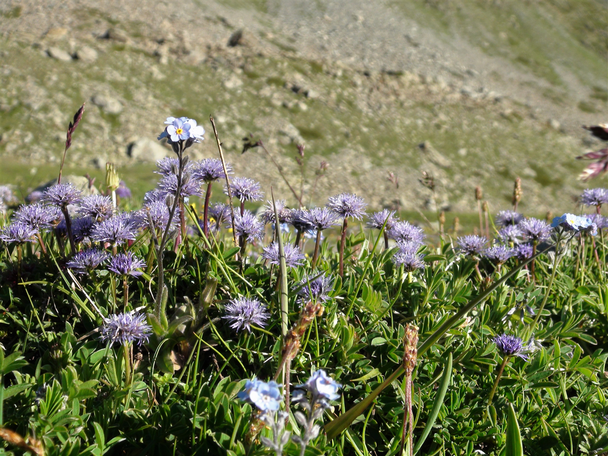 Fiori2