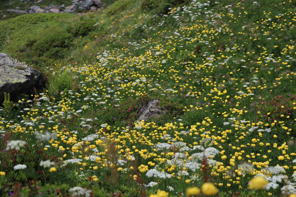 Fiori3