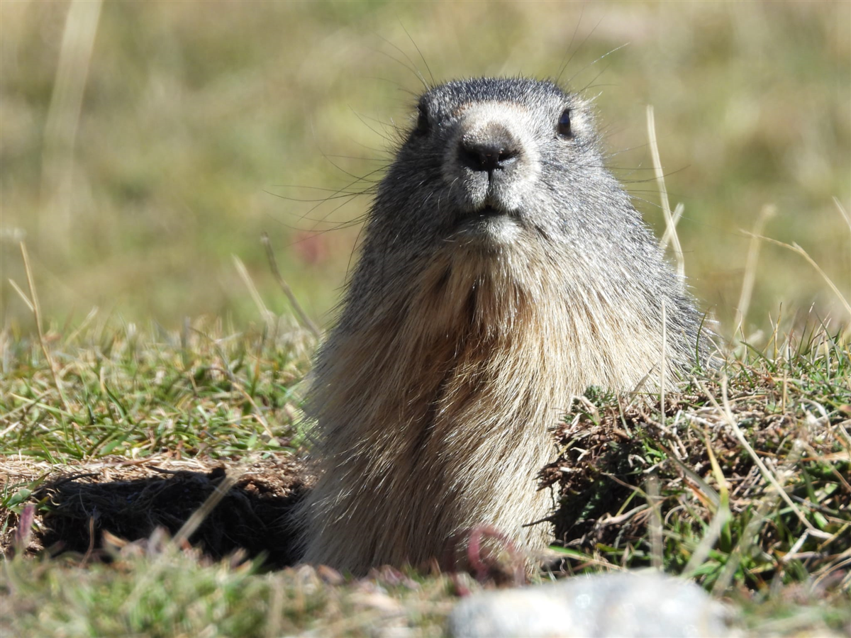 Marmotta